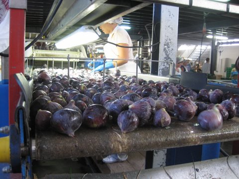 Visite de la Coopérative